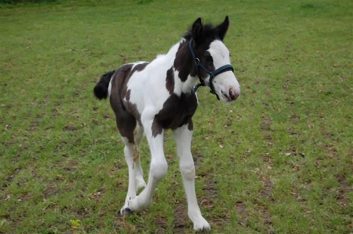 Irish Cob Møllens Mr. O'Sully*SOLGT - første gang på fold :) billede 7
