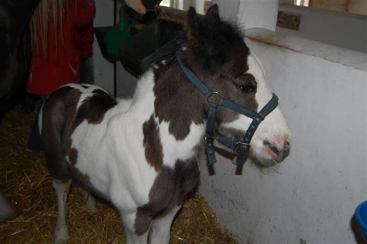 Irish Cob Møllens Mr. O'Sully*SOLGT - kun få dage gammel :D billede 8