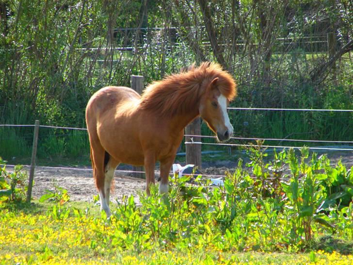 Islænder Lipurtá fra Stenholt - Forår 2008 - Dejlige hest <3 billede 4