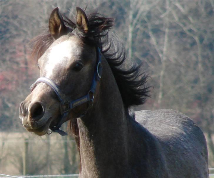 Arabisk fuldblod (OX) Malik Al Jamal billede 1