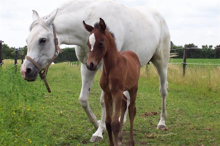 Arabisk fuldblod (OX) Malik Al Jamal - Lille følle Malik 2005 billede 2