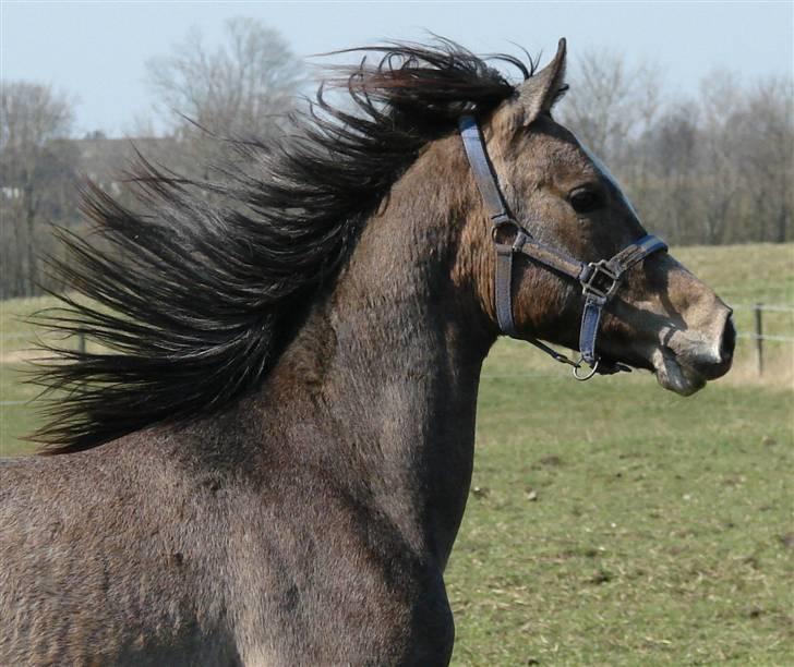 Arabisk fuldblod (OX) Malik Al Jamal - April 2007 billede 3