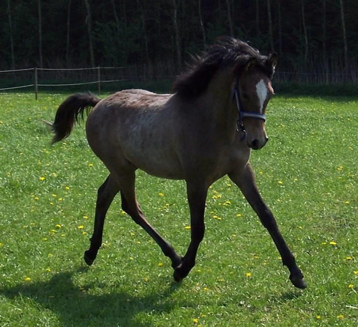 Arabisk fuldblod (OX) Malik Al Jamal - 2006 billede 5