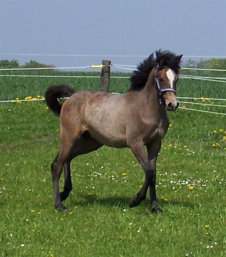 Arabisk fuldblod (OX) Malik Al Jamal - 2006 billede 6