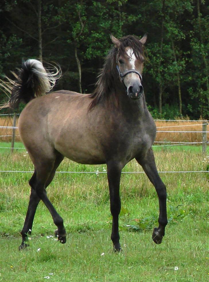 Arabisk fuldblod (OX) Malik Al Jamal - Agust 2007 billede 7