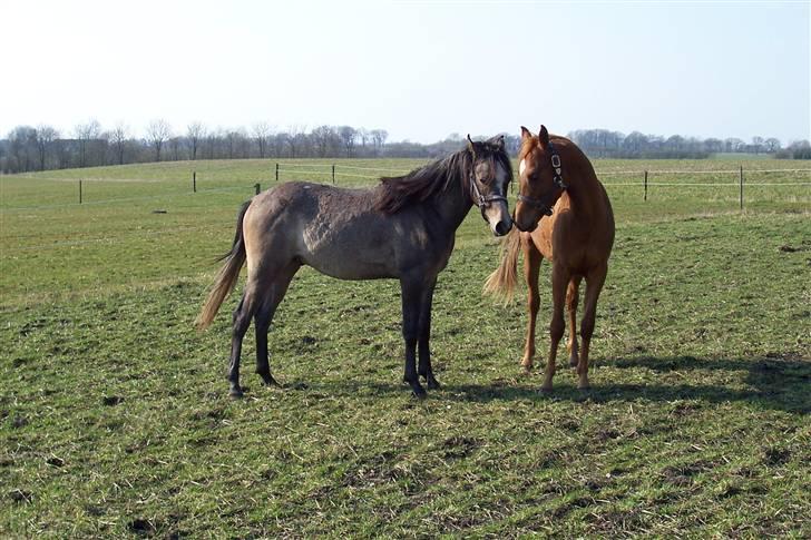 Arabisk fuldblod (OX) Malik Al Jamal - 2006 billede 10