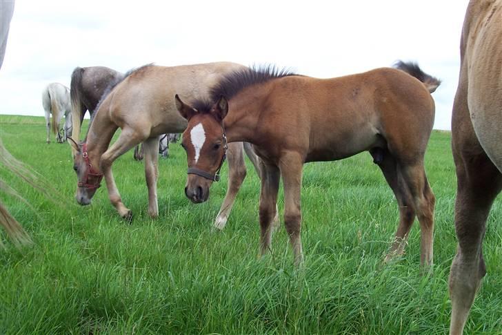 Arabisk fuldblod (OX) Malik Al Jamal - 2005 billede 12