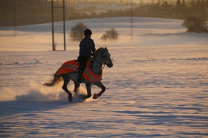 Welsh Cob (sec D) Athos/Mowgli -  Vinter 2010  Foto : mor billede 7