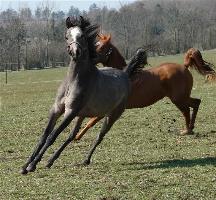Arabisk fuldblod (OX) Malik Al Jamal - April 2007 billede 13