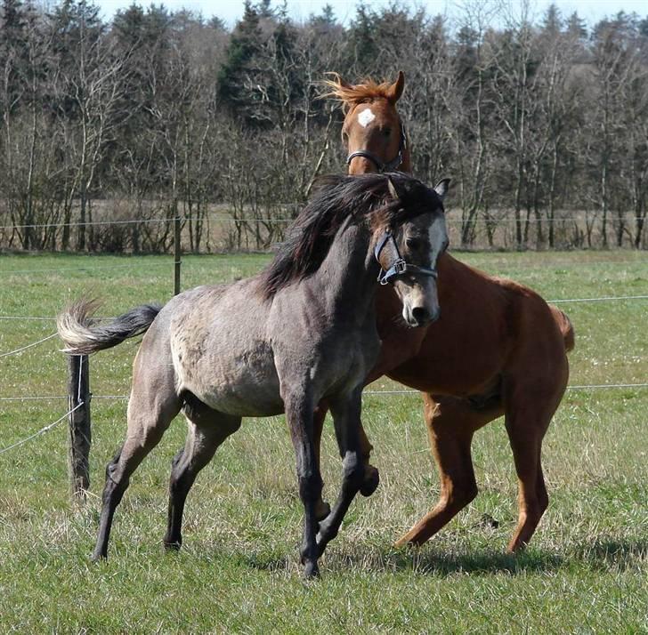 Arabisk fuldblod (OX) Malik Al Jamal - April 2007 billede 14