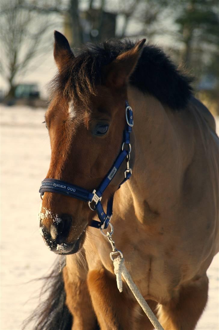 New Forest Urbie boy - jagt på langeland foto cecile G billede 17