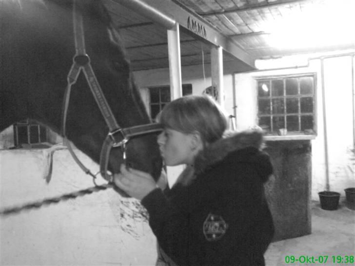 Dansk Varmblod Mermaids La Fleur R.I.P - Det er da dejligt, med alle de kys! billede 16