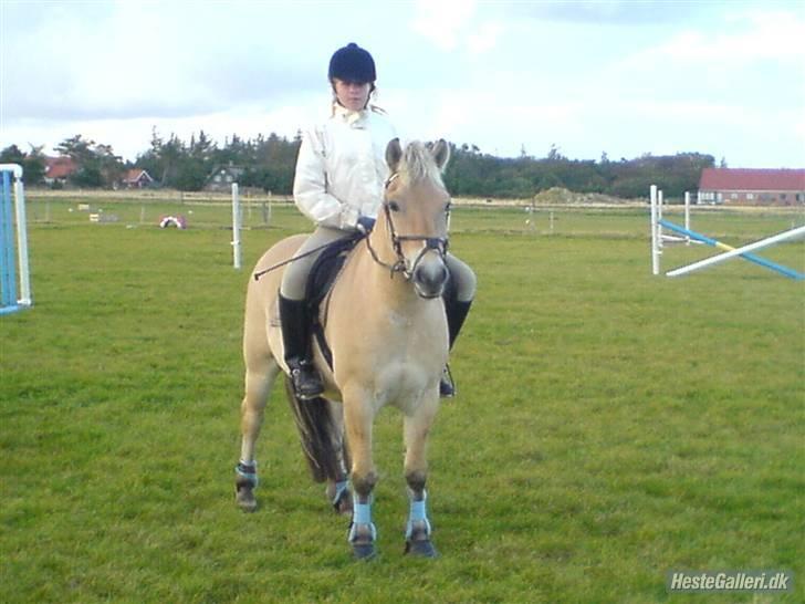 Fjordhest Haldans Jakob - Ude springning, sommer 2007 billede 6