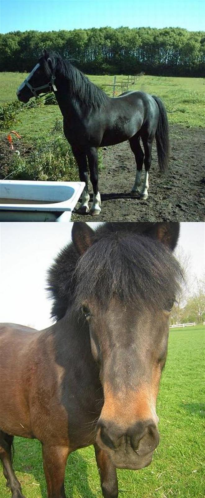 Anden særlig race Åge - Åge´s forældre. Hans far Starlight Moon på første billede og hans mor Wendy på det andet. billede 18