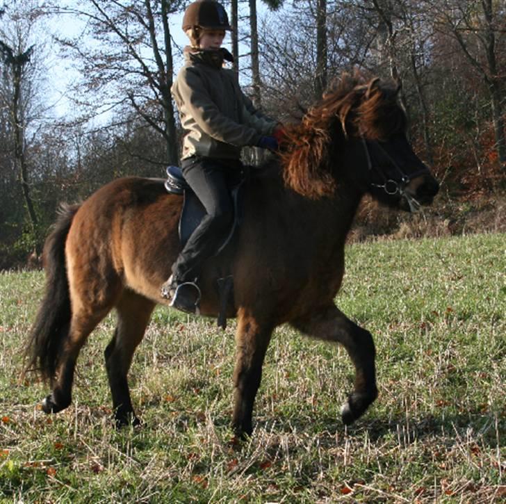 Islænder Dúna fra Odal <3 - Tølt i efteråret 2007 billede 20