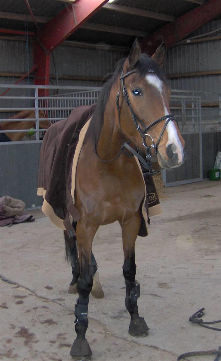 Fuldblod (XX) lady tess død billede 1