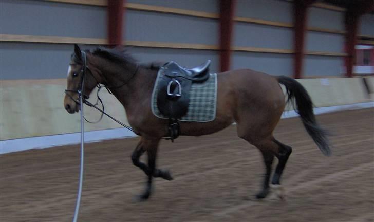 Fuldblod (XX) lady tess død billede 4