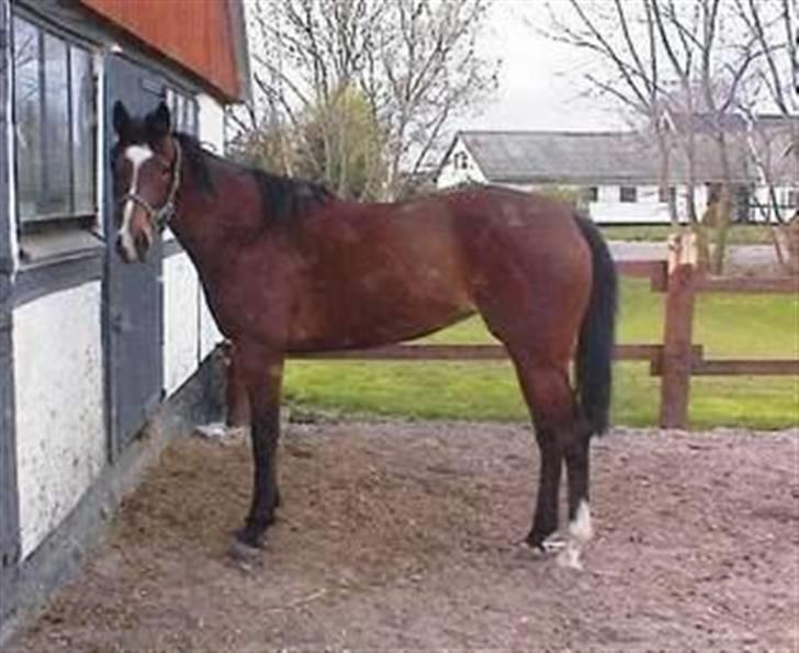 Fuldblod (XX) lady tess død - fra tidliger ejer billede 6