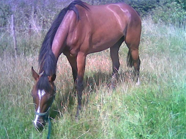 Fuldblod (XX) lady tess død - fra tidliger ejer billede 8