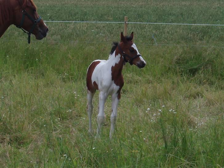 Pinto Akayan Egesminde billede 9