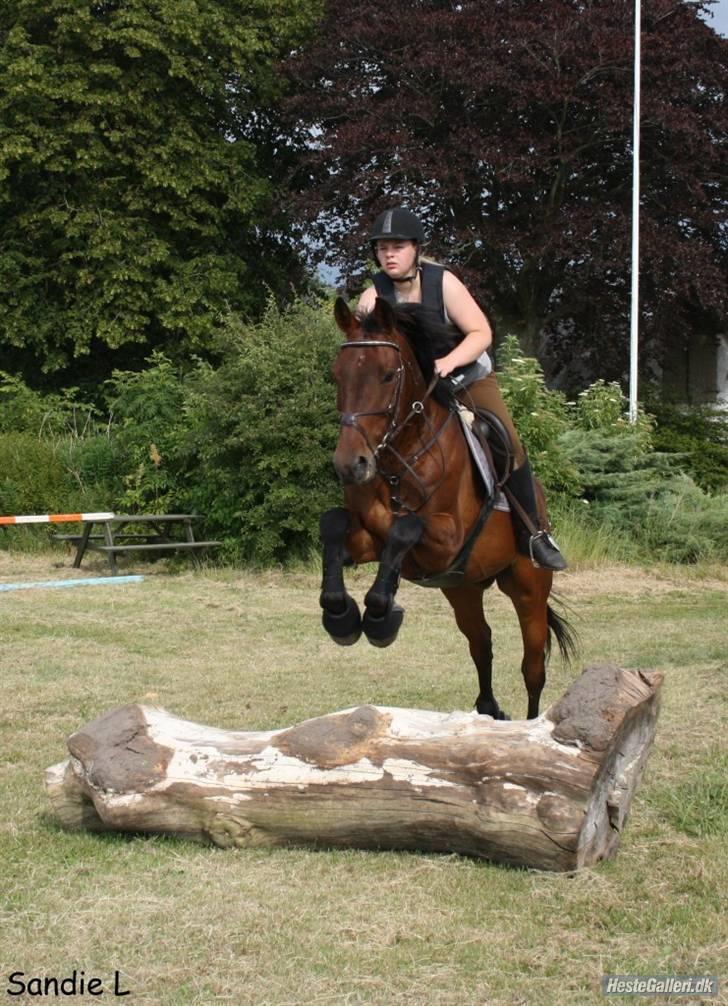 Anden særlig race Loco Caballo billede 1