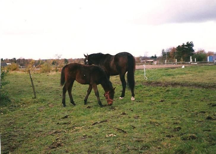 Anden særlig race Loco Caballo billede 2
