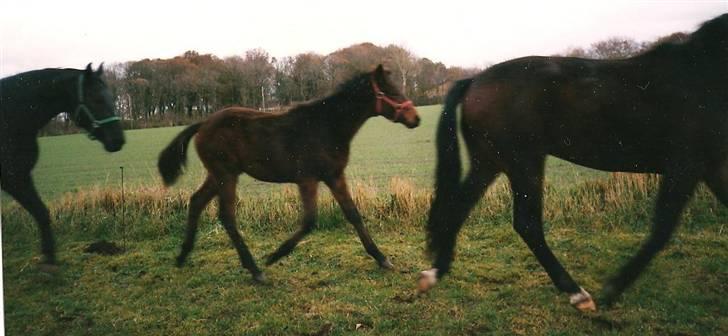 Anden særlig race Loco Caballo billede 3