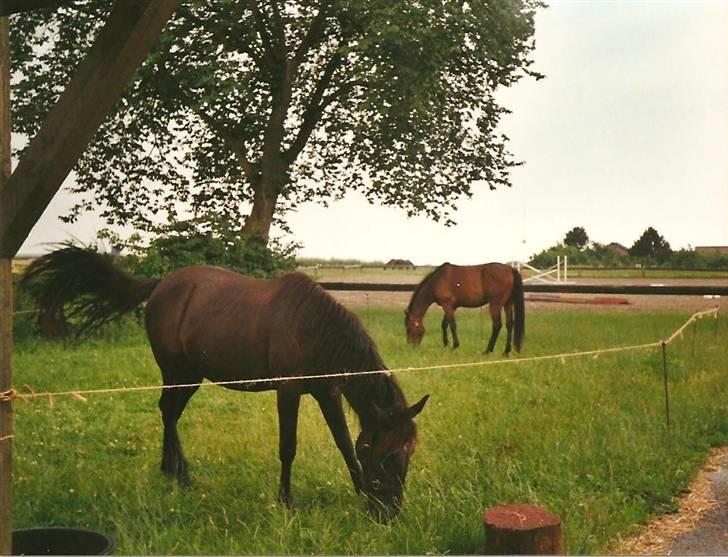 Anden særlig race Loco Caballo billede 4