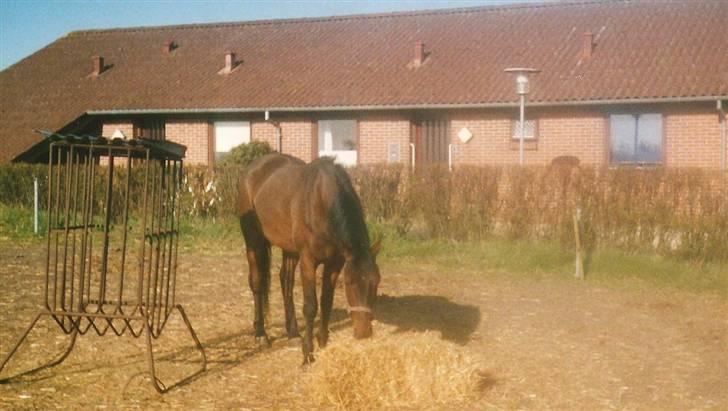 Anden særlig race Loco Caballo billede 5