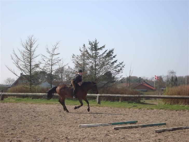 Anden særlig race Loco Caballo - d. 10/4 Sandie og Loco billede 7