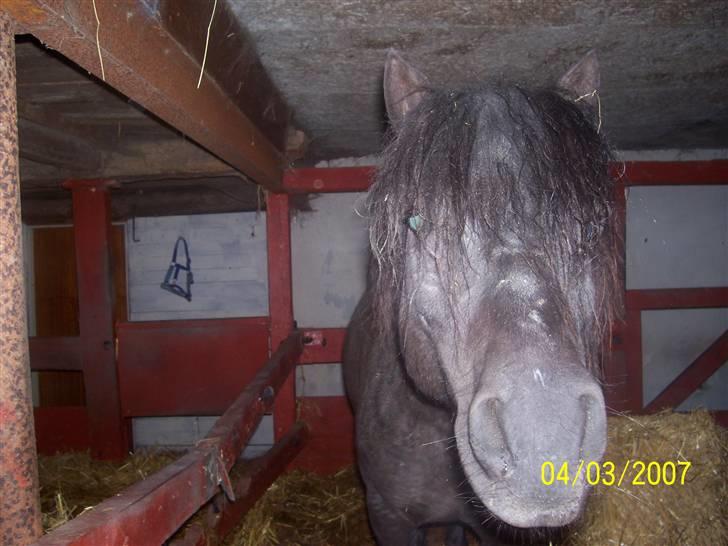 Knabstrupper føl pøl - vi har rigtig mange nær billeder af hans mule han er en rigtig linse lus billede 1