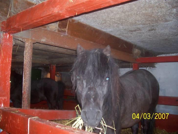 Knabstrupper føl pøl billede 2