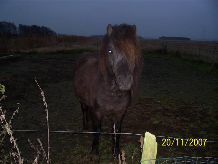 Knabstrupper føl pøl billede 3