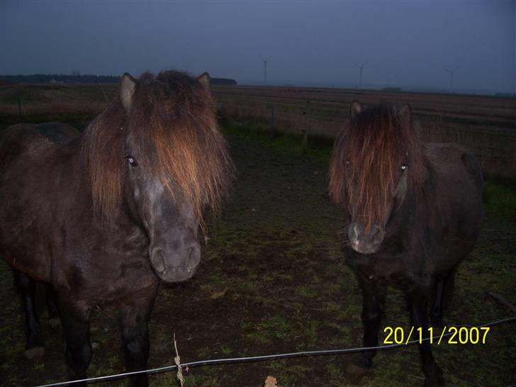 Knabstrupper føl pøl billede 4