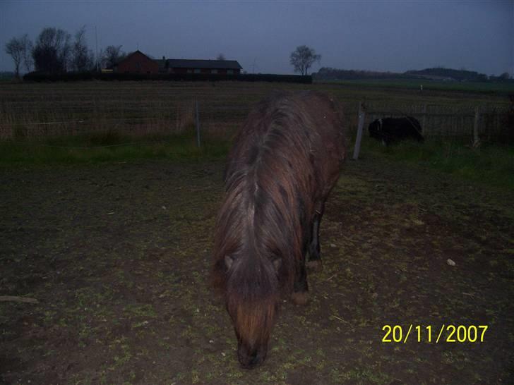 Knabstrupper føl pøl billede 5