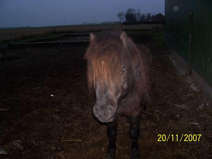 Knabstrupper føl pøl billede 6