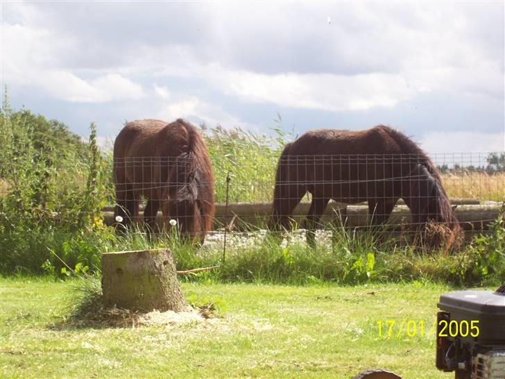 Knabstrupper føl pøl - føl pøl til venstre og store bror baby til højre billede 7