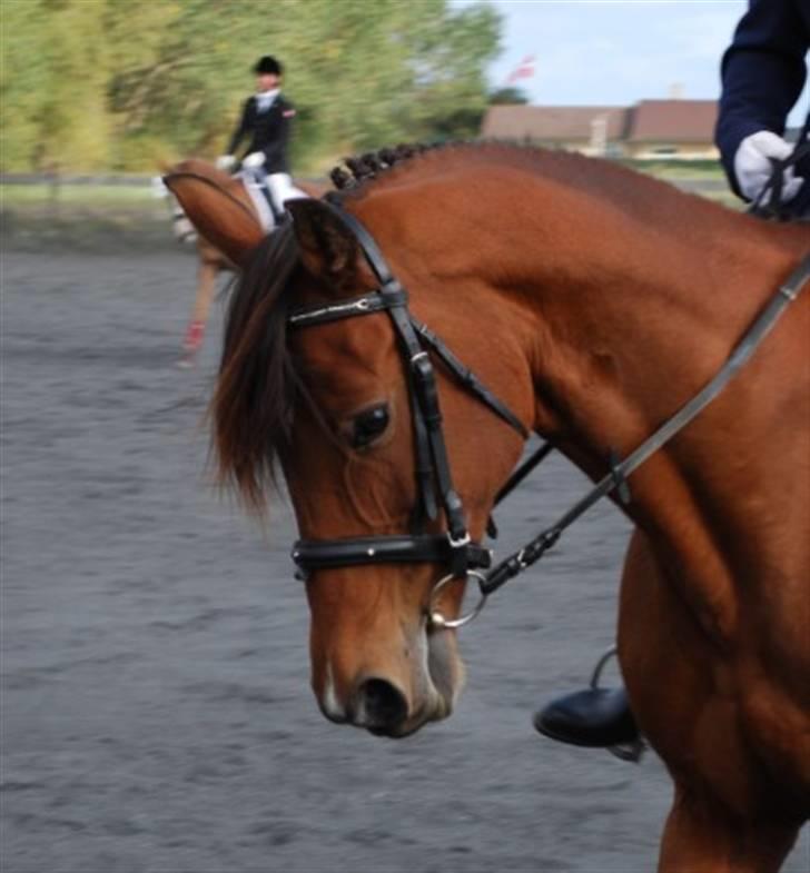 Sportsaraber (A) LAUDER - Velkommen til Lauders profil. Foto: Frederikke Sadolin. billede 2
