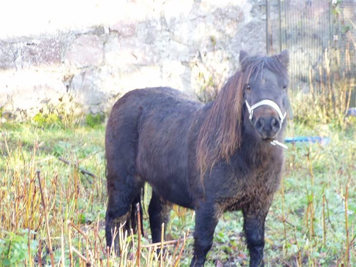 Shetlænder Molly *SOLGT* billede 10