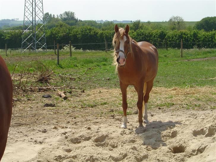 Arabisk fuldblod (OX) Piaff - Paf på sommergræs,juni 2007. Dejlig rund og tyk.  billede 10