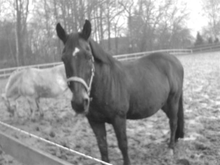 Oldenborg Rexido -  På fold.. (Foto: Mobil {mig}) billede 5