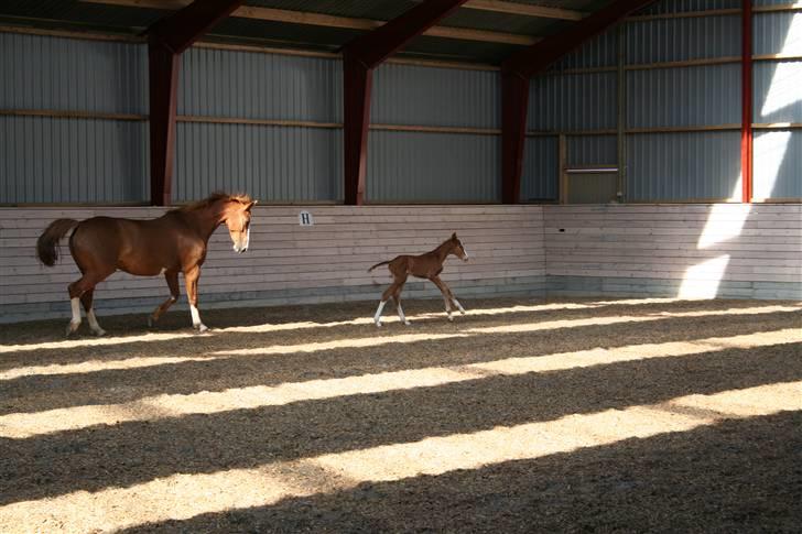 Dansk Varmblod Red' magic   R.I.P. billede 11