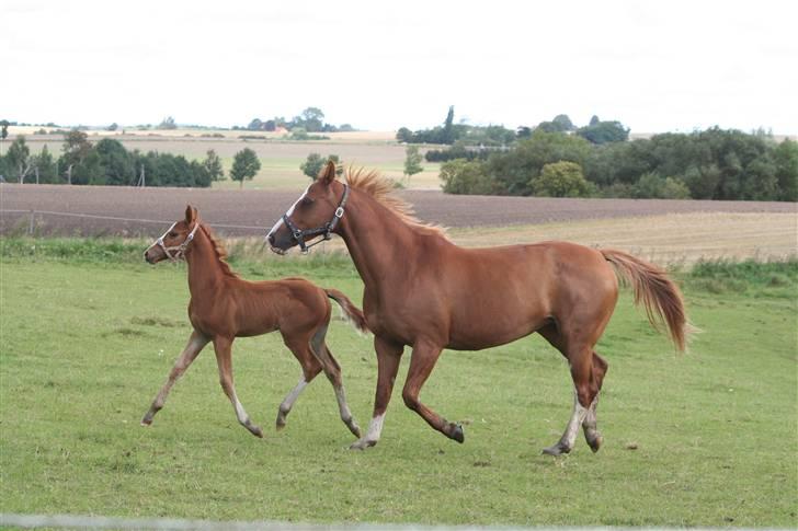 Dansk Varmblod Red' magic   R.I.P. billede 12