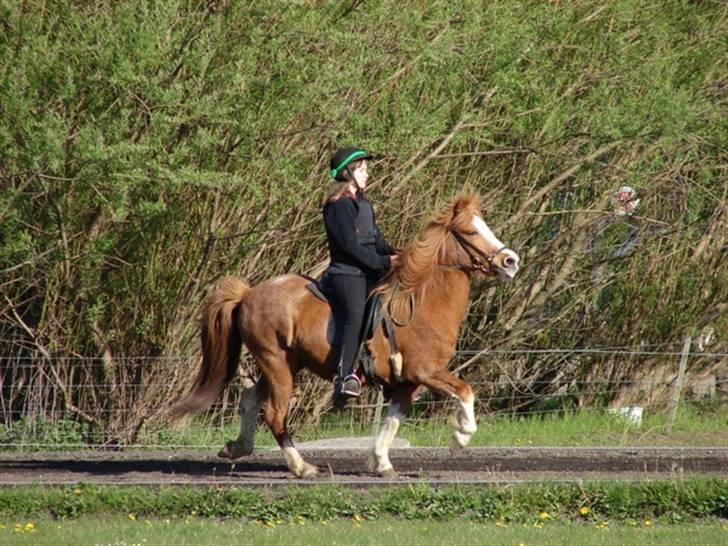 Islænder Lipurtá fra Stenholt - Lipurtá i tölt :D Bededagsstævne 2007 på Katulabo, T.8 billede 7