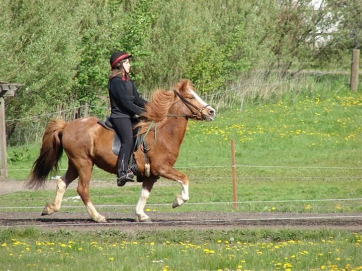 Islænder Lipurtá fra Stenholt - Lipurtá i tölt :D Bededagsstævne 2007 på Katulabo, T.8 billede 8