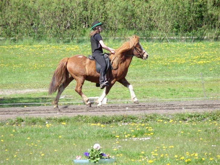 Islænder Lipurtá fra Stenholt - Lipurtá i trav :b Bededagsstævne 2007 på Katulabo, 4.5 billede 11