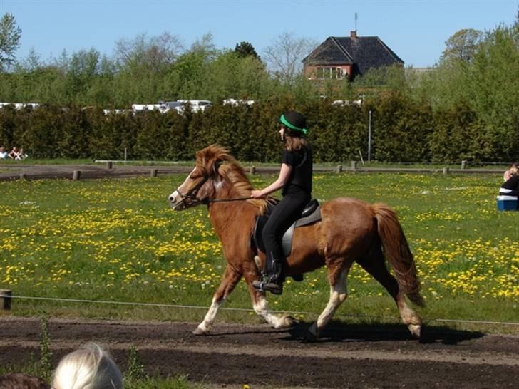 Islænder Lipurtá fra Stenholt - Lipurtá i trav :b Bededagsstævne 2007 på Katulabo, 4.5 billede 12