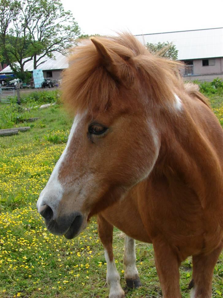 Islænder Lipurtá fra Stenholt - Forår 2008 - Min smukke supermodel ;D billede 13