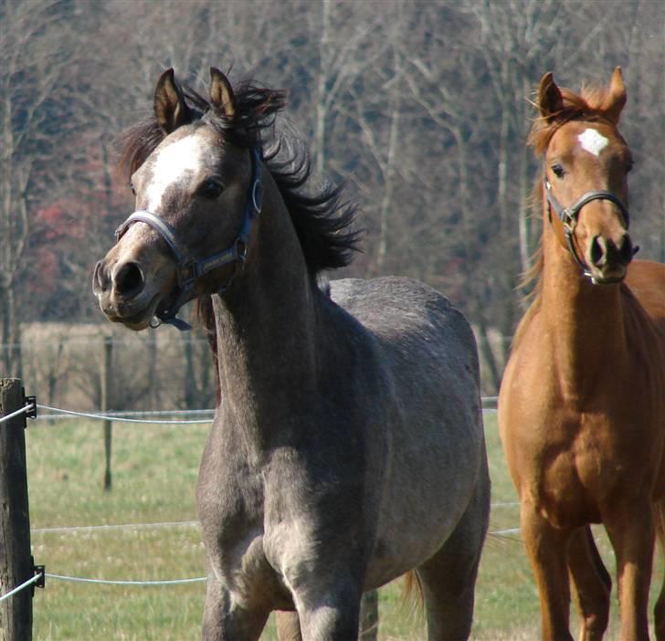 Arabisk fuldblod (OX) Malik Al Jamal - April 2007 billede 15