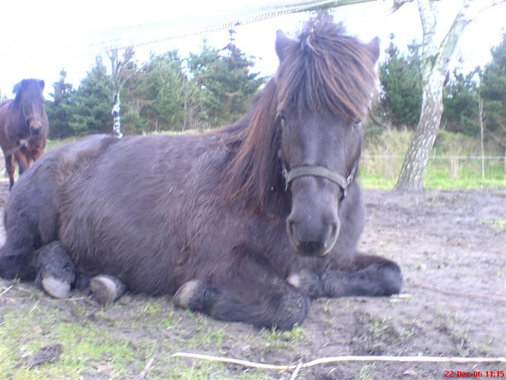 Islænder Lilja billede 15